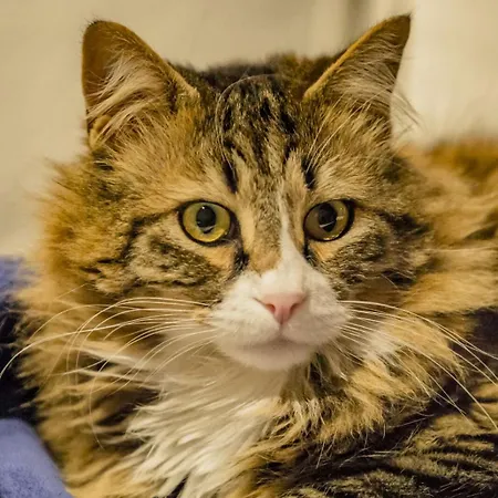 Bed & Breakfast La Mimosa Del Golfo