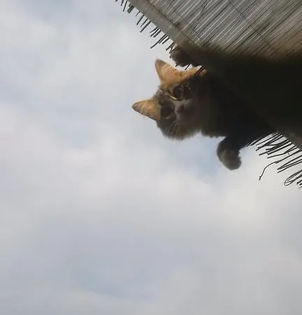 La Mimosa Del Golfo אוספדלטי