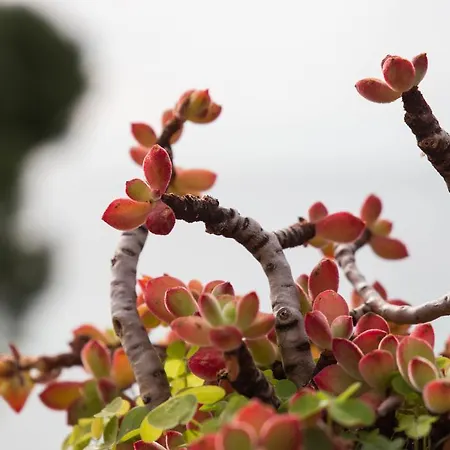 Bed & Breakfast La Mimosa Del Golfo Ospedaletti