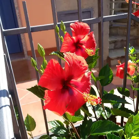 לינה וארוחת בוקר La Mimosa Del Golfo