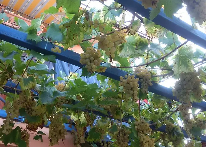 住宿加早餐酒店 La Mimosa Del Golfo 3*