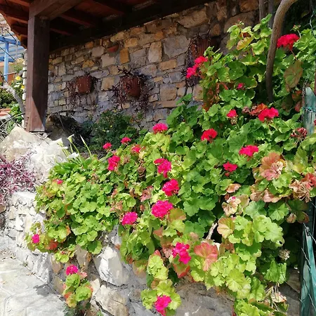 La Mimosa Del Golfo