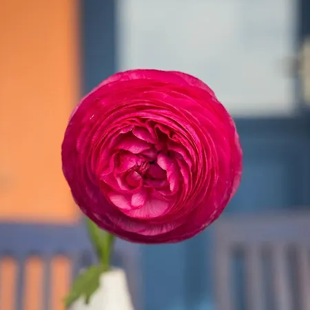 La Mimosa Del Golfo 3*