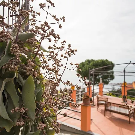 La Mimosa Del Golfo