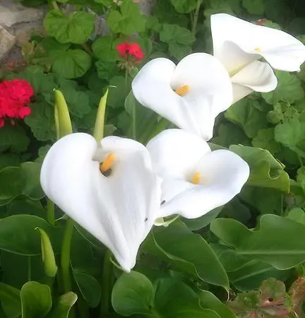 La Mimosa Del Golfo Couette-café Ospedaletti