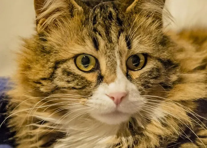 Bed & Breakfast La Mimosa Del Golfo