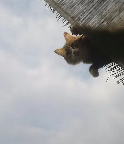 La Mimosa Del Golfo Ospedaletti