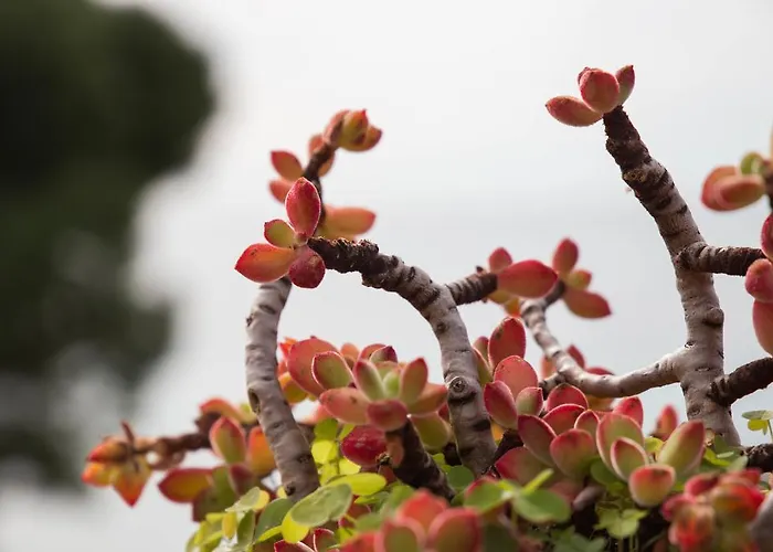 Bed & Breakfast La Mimosa Del Golfo Ospedaletti