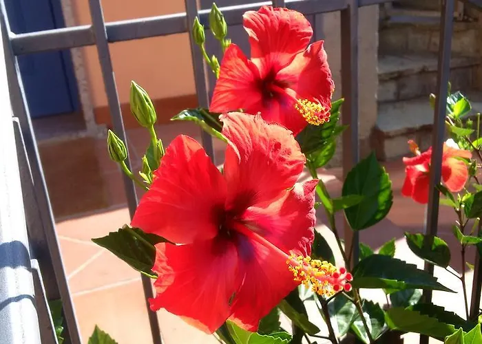 Bed & Breakfast La Mimosa Del Golfo