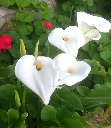 La Mimosa Del Golfo Bed & Breakfast Ospedaletti